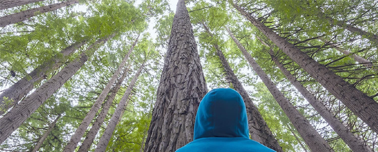 森の中で気を眺める男性