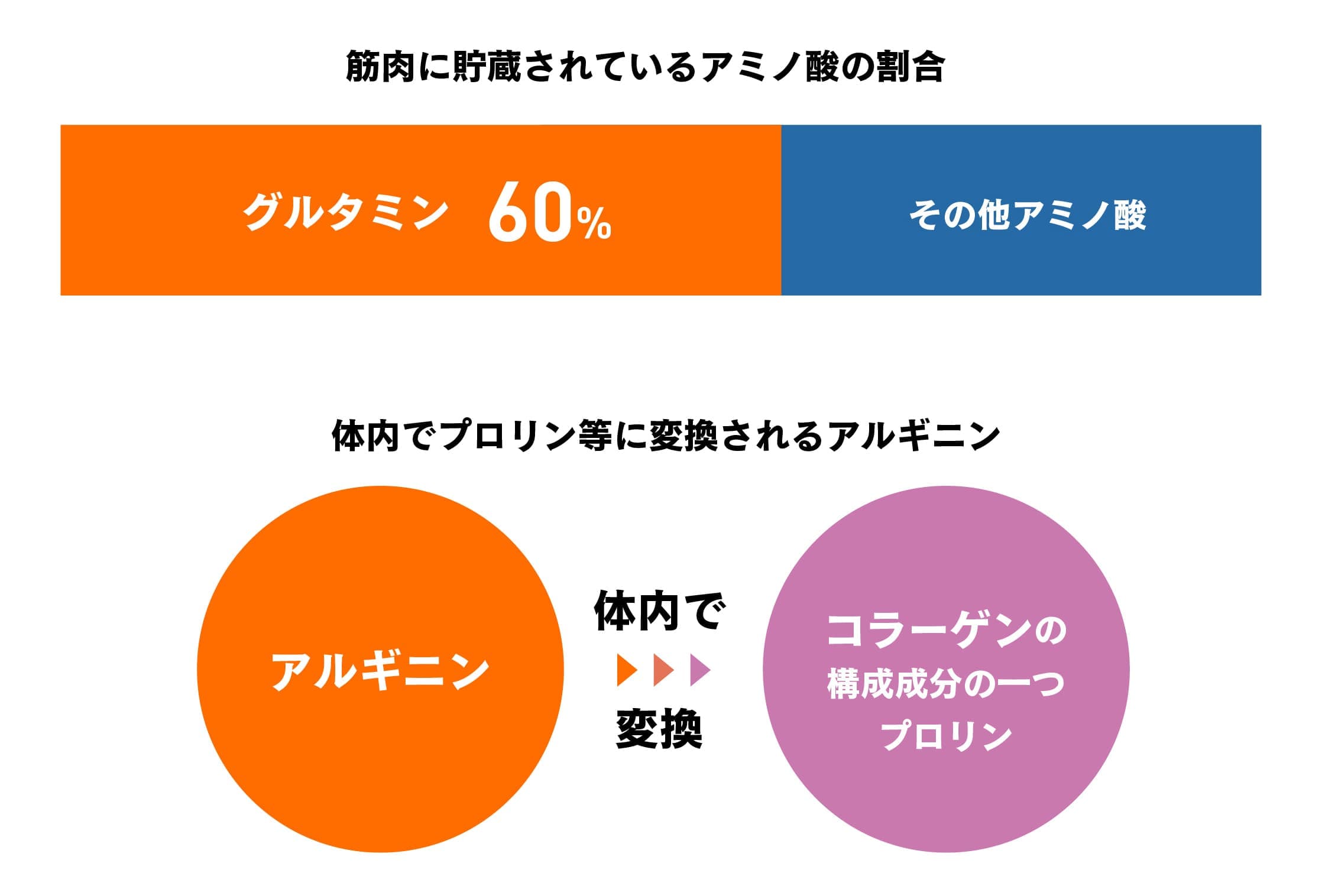筋肉に貯蔵されているアミノ酸の割合：グルタミン60% その他アミノ酸 体内でプロリン等に変換されるアルギニン