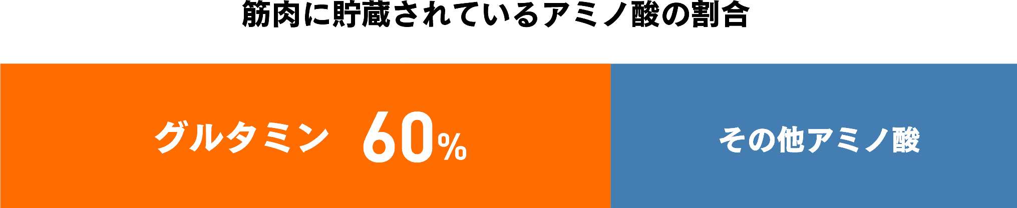 筋肉にストックされているアミノ酸の割合