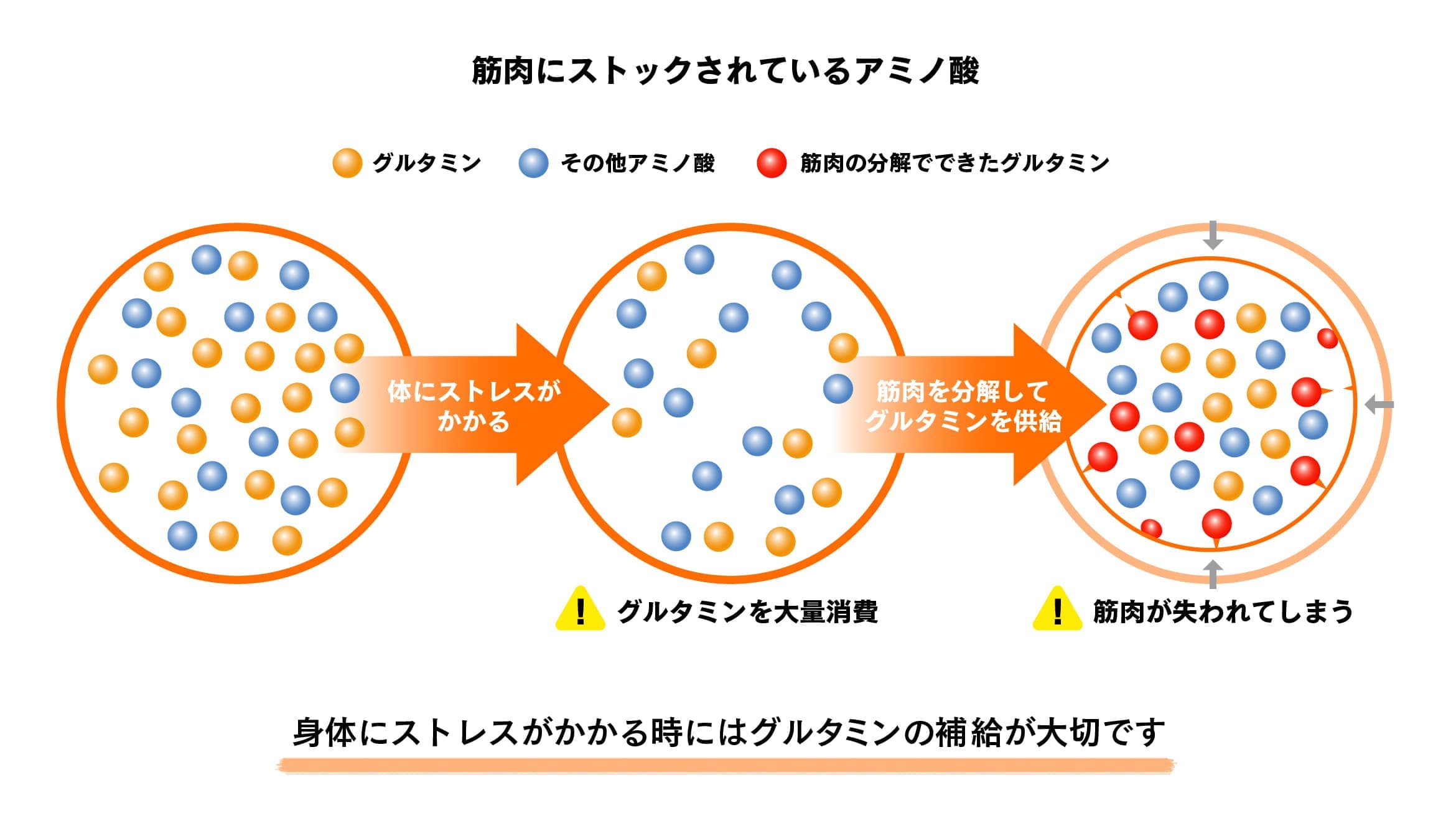 筋肉にストックされているアミノ酸の割合図 身体にストレスがかかる時にはグルタミンの補給が大切です